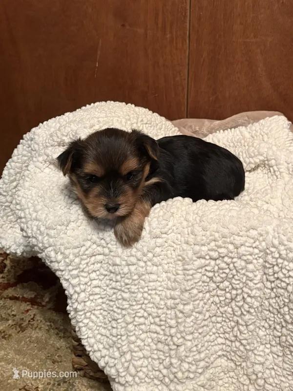 Fiona – Yorkshire Terrier puppy for sale in Gaffney, SC