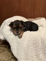 Fiona, a female Yorkshire Terrier for sale in Gaffney, SC – 1 of 7