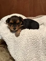 Fiona, a female Yorkshire Terrier for sale in Gaffney, SC – 4 of 7