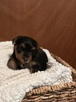 Roman, a male Yorkshire Terrier for sale in Gaffney, SC – 4 of 10