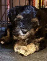 John (Pending), a male Yorkipoo for sale in Gaffney, SC – Photo 4 of 7