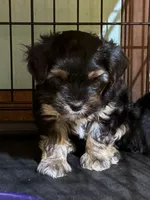 John (Pending), a male Yorkipoo for sale in Gaffney, SC – Photo 6 of 7