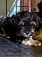 John (Pending), a male Yorkipoo for sale in Gaffney, SC – Photo 7 of 7