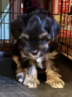 John (Pending), a male Yorkipoo for sale in Gaffney, SC – Photo 3 of 7