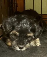 John (Pending), a male Yorkipoo for sale in Gaffney, SC – Photo 5 of 7