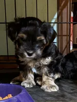 John (Pending), a male Yorkipoo for sale in Gaffney, SC – Photo 1 of 7