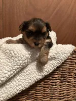 Fiona, a female Yorkshire Terrier for sale in Gaffney, SC – 7 of 7