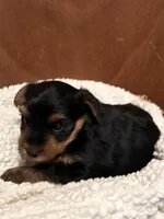 Roman, a male Yorkshire Terrier for sale in Gaffney, SC – 3 of 10