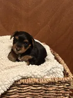 Roman, a male Yorkshire Terrier for sale in Gaffney, SC – 9 of 10