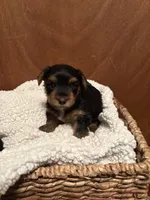Roman, a male Yorkshire Terrier for sale in Gaffney, SC – 2 of 10