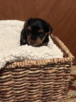 Roman, a male Yorkshire Terrier for sale in Gaffney, SC – 6 of 10