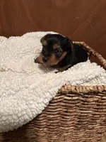 Uriah, a male Yorkshire Terrier for sale in Gaffney, SC – 6 of 9