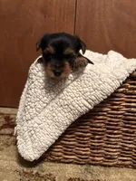 Uriah, a male Yorkshire Terrier for sale in Gaffney, SC – 3 of 9
