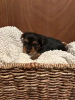 Uriah, a male Yorkshire Terrier for sale in Gaffney, SC – 9 of 9