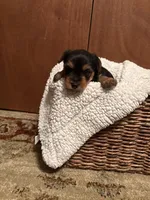 Uriah, a male Yorkshire Terrier for sale in Gaffney, SC – 4 of 9