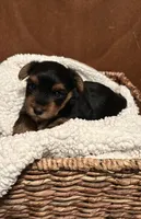 Roman, a male Yorkshire Terrier for sale in Gaffney, SC – 5 of 10
