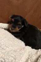 Roman, a male Yorkshire Terrier for sale in Gaffney, SC – 10 of 10