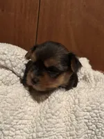Fiona, a female Yorkshire Terrier for sale in Gaffney, SC – 3 of 7