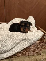 Uriah, a male Yorkshire Terrier for sale in Gaffney, SC – 8 of 9