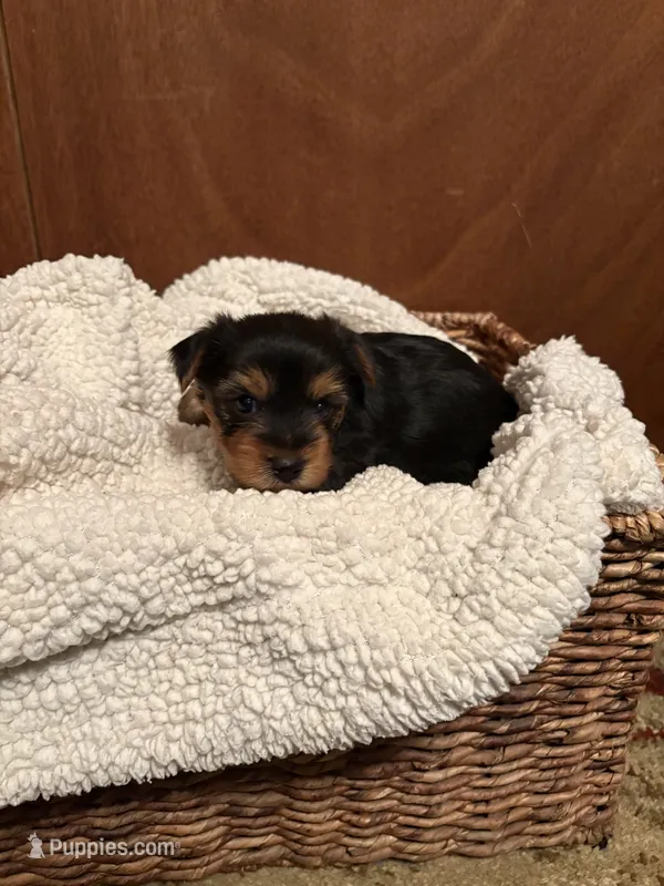 Uriah – Yorkshire Terrier puppy for sale in Gaffney, SC