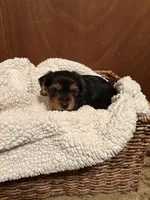 Uriah, a male Yorkshire Terrier for sale in Gaffney, SC – 1 of 9