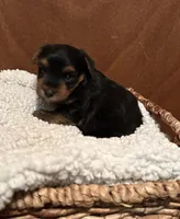 Roman, a male Yorkshire Terrier for sale in Gaffney, SC – 8 of 10