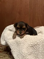 Fiona, a female Yorkshire Terrier for sale in Gaffney, SC – 2 of 7