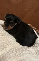 Roman, a male Yorkshire Terrier for sale in Gaffney, SC – 7 of 10