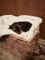 Oscar, a male Yorkshire Terrier for sale in Gaffney, SC – 4 of 5