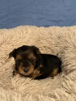 Oscar, a male Yorkshire Terrier for sale in Gaffney, SC – 3 of 5