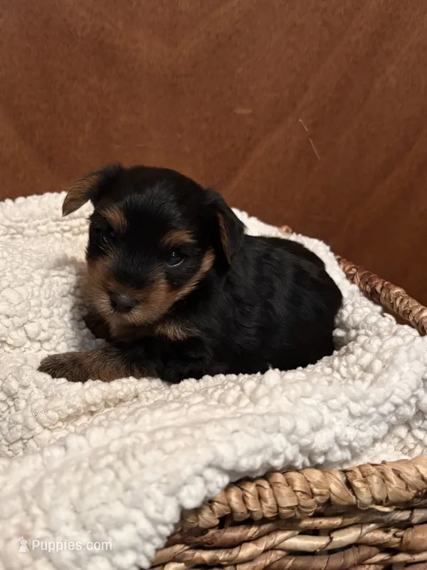 Roman – Yorkshire Terrier puppy for sale in Gaffney, SC