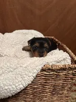 Uriah, a male Yorkshire Terrier for sale in Gaffney, SC – 5 of 9
