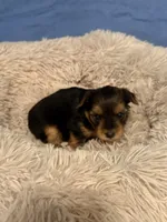 Oscar, a male Yorkshire Terrier for sale in Gaffney, SC – 2 of 5