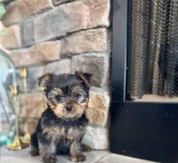 Mazie, a female Yorkshire Terrier for sale in West Plains, MO – Photo 4 of 6