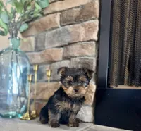Mazie, a female Yorkshire Terrier for sale in West Plains, MO – Photo 6 of 6