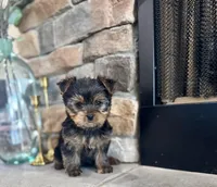 Mazie, a female Yorkshire Terrier for sale in West Plains, MO – Photo 1 of 6