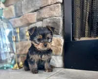 Mazie, a female Yorkshire Terrier for sale in West Plains, MO – Photo 2 of 6