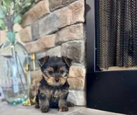 Mazie, a female Yorkshire Terrier for sale in West Plains, MO – Photo 3 of 6