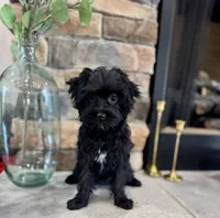 Blaze, a male Yorkipoo for sale in West Plains, MO – 2 of 6