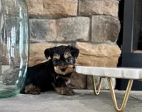 Benji, a male Yorkipoo for sale in West Plains, MO – 5 of 5