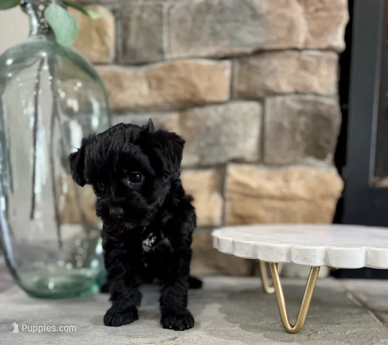 Lena – Yorkipoo puppy for sale in West Plains, MO