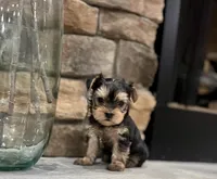 Milo, a male Yorkshire Terrier for sale in West Plains, MO – 3 of 6