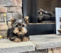 Steve, a male Yorkshire Terrier for sale in West Plains, MO – Photo 4 of 5