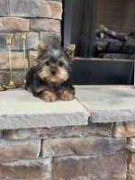 Steve, a male Yorkshire Terrier for sale in West Plains, MO – Photo 5 of 5