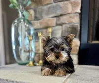 Steve, a male Yorkshire Terrier for sale in West Plains, MO – Photo 1 of 5