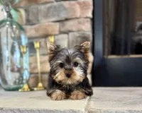 Steve, a male Yorkshire Terrier for sale in West Plains, MO – Photo 2 of 5