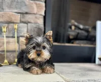 Steve, a male Yorkshire Terrier for sale in West Plains, MO – Photo 3 of 5