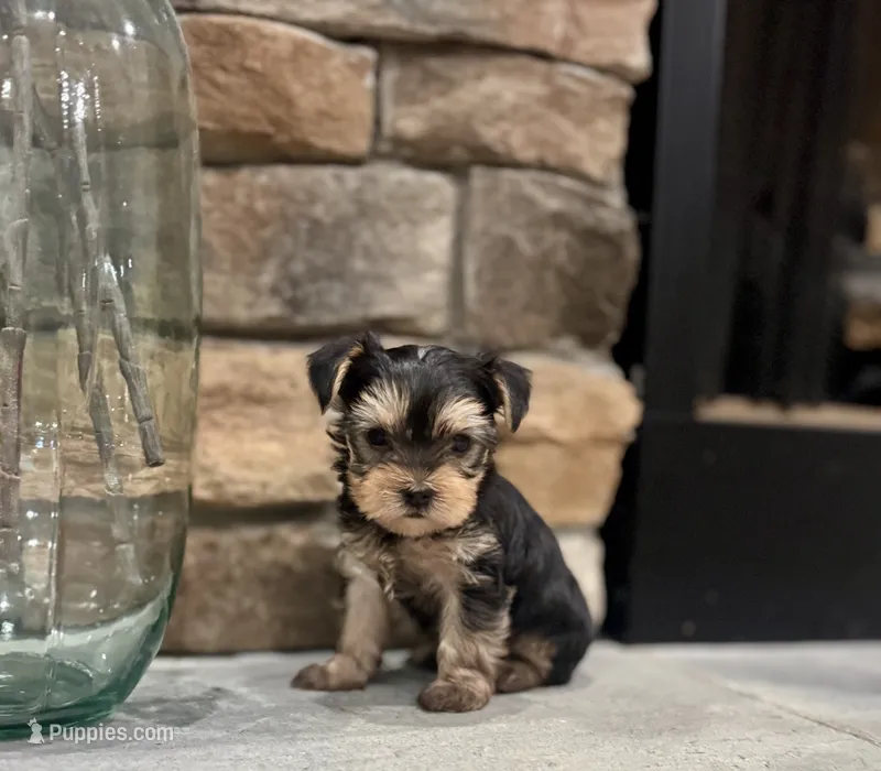 Milo – Yorkshire Terrier puppy for sale in West Plains, MO