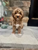 Skye, a female Poodle - Miniature  for sale in West Plains, MO – 1 of 6
