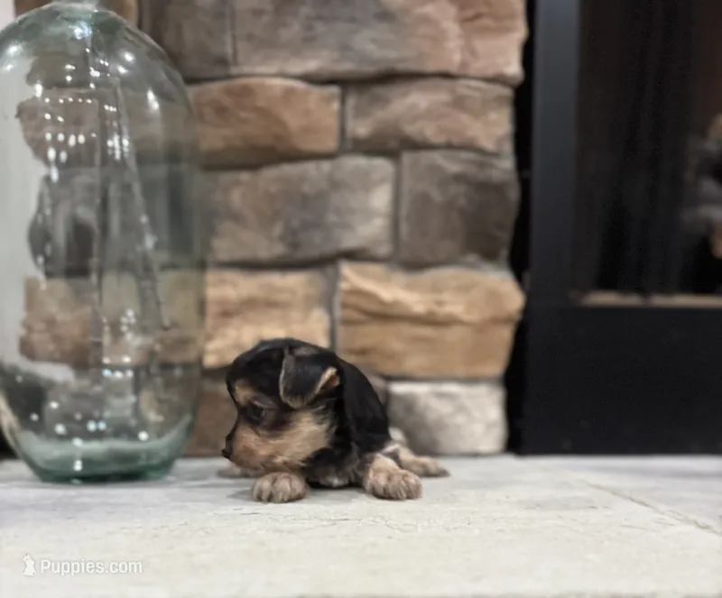 Fannie – Yorkshire Terrier puppy for sale in West Plains, MO